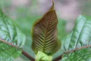 Kratom leafes